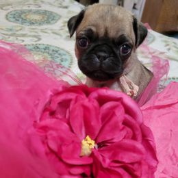Light Pink Girl - Fawn female Pug puppy in Weirsdale, Florida from Splash of Color Pug's