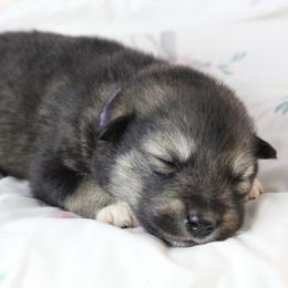 Myst - Purple - Agouti and white female Alaskan Malamute puppy in Independence, Virginia from New River Valley Malamutes
