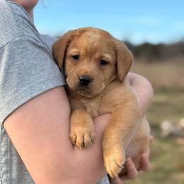 Robyn - Yellow female Labrador Retriever puppy in Baldwin City, Kansas from Hedge Lane Labradors
