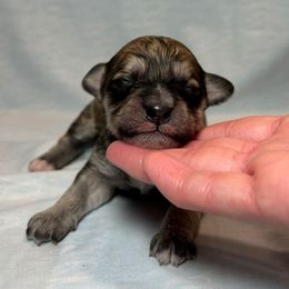 Twix - Black & tan tri-color male Maltipoo puppy in Sacramento, California from Honeys Maltipoo’s