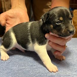 Rex - Black white and tan male Rat Terrier puppy in Gonzales, Texas from Sunshine Deckers