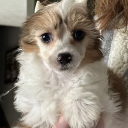 Z man - Black white and tan male Chinese Crested puppy in New Haven, West Virginia from EverCrest