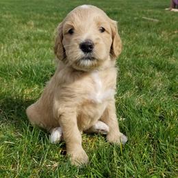 Goldendoodle Puppies from Masondixondoodles
