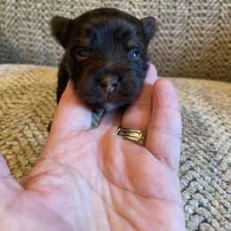 Kyle - Chocolate and tan male Yorkshire Terrier puppy in Carleton, Michigan from Jo Smallwood