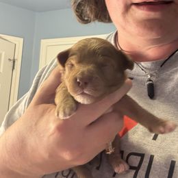 Feliz (Purple collar girl) - Brown female Cavapoo puppy in Eagle Mountain, Utah from Liberty Farms Puppies