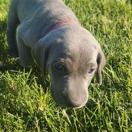 Girl 4 Red - Blue female Weimaraner puppy in Goshen, Indiana from Miller's Weimaraners & Stud
