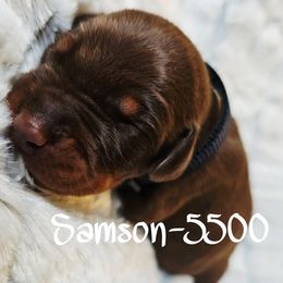 Red Rust male - 5000 - Red and rust male Doberman Pinscher puppy in Aurora, Indiana from Double-Take Doberman Kennels