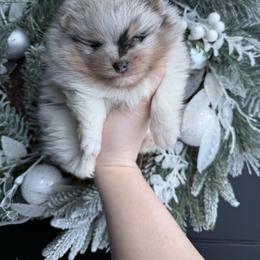 Jasmine - Blue merle female Pomeranian puppy in Newark, Ohio from Keeperofstars Pomeranians