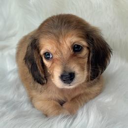Duchess - Cream female Dachshund puppy in Sumrall, Mississippi from Huckleberry Tails