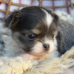 Charlie - Blue and tan male Chihuahua puppy in Newport Beach, California from Exotic City Pomeranians and chihuahuas