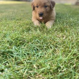 Golden Retriever Puppies from Washington Lakeside Goldens