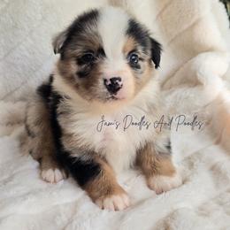 Payday - Blue merle male Miniature Australian Shepherd puppy in Cleveland, Georgia from Jam's Doodles And Poodles
