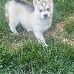 Siberian Husky Puppies from Hart Creek Siberians