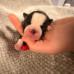 Red - Seal and white male Boston Terrier puppy in Hialeah, Florida from K&N Boston Paws