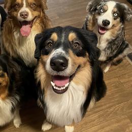 Australian Shepherd All Grown Up from Muckalee Lane Aussies