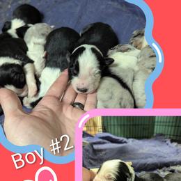 Australian Shepherd and Great Dane Puppies from AEW Farm