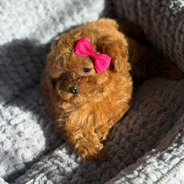 Hannah - Red  female Poodle puppy in Reedley, California from Diamond Poodles