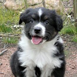 Australian Shepherds from Laughing Crow Aussies
