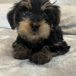 Yorkshire Terrier Puppies from The Yorkie Shack