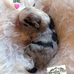 Opal - Tri-colored female Pomeranian puppy in Granby, Colorado from Marostica Paws