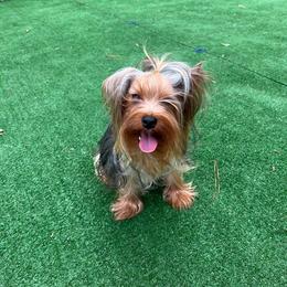 Buddy - Yorkshire Terrier