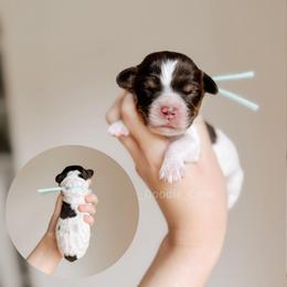 Acadia - Tri-color female Australian Labradoodle puppy in Syracuse, Indiana from The Doodle Cove