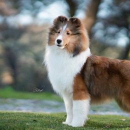 Shetland Sheepdogs from Excelsior Shetland Sheepdogs