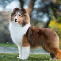 Shetland Sheepdogs from Excelsior Shetland Sheepdogs