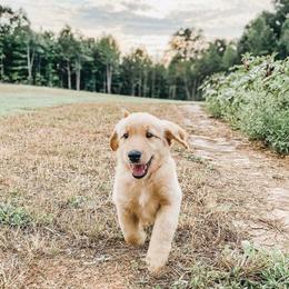 Goldendoodle and Poodle Puppies from Southern Standard Poodles and Doodles