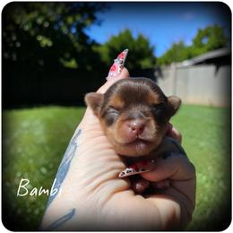 Bambi - Chocolate and tan female Yorkshire Terrier puppy in Warren, Michigan from Danielle's Yorkie Babies