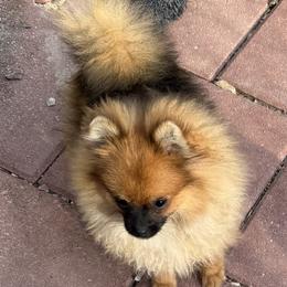 Pomeranian puppies from Heartland Pomeranians and Chihuahuas