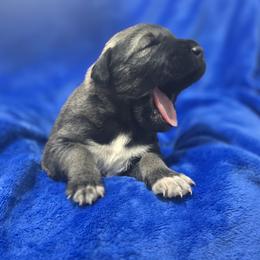 Anatolian Shepherd Dog Puppies from Florida Anatolian Shepherds