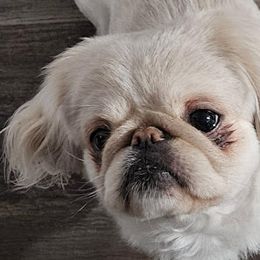 Pekingese from Amy’s Lil Pekingese
