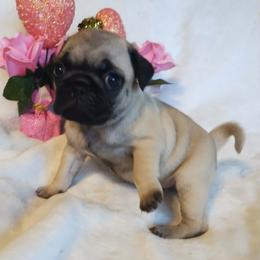 Hazel: If she doesn't get adopted pretty quick I will probably just keep her - Fawn female Pug puppy in Blountsville, Alabama from Rock Springs Pugs