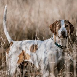 Pointers from Single Malt Kennels