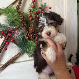 Candy - Chocolate female Havanese puppy in Reese, Michigan from Windy Hill Havanese