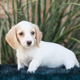 Female 2 - Piebald female Dachshund puppy in Childress, Texas from Taylor Farms