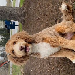 Winnie - Bernedoodle