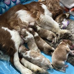 Cavalier King Charles Spaniel puppies from Cynthia's Cavaliers