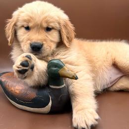 Luna - Golden female Golden Retriever puppy in Lake Stevens, Washington from Sound Golden Retrievers