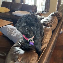 Maggie - Shih Tzu