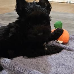 Boy 1 - Black and tan male Yorkshire Terrier puppy in Dayton, Ohio from BiewerHeart Yorkies