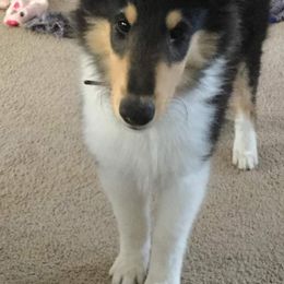 Collie Puppies from Blue Haven Collies