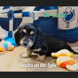 Mr. Ballar - Black and cream male Dachshund puppy in Grove, Oklahoma from Dachs on the lake