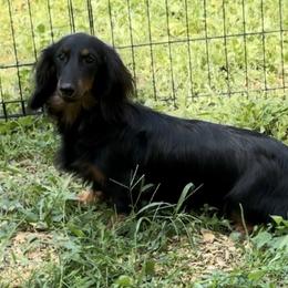 Roxie - Dachshund