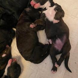 Sheepadoodle Puppies from Sydney Schneider