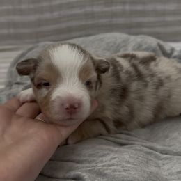 Yellowstone - Red merle male Miniature Australian Shepherd puppy in Queen Creek, Arizona from Arizona Aussies