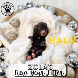 Halo - Chocolate female Goldendoodle puppy in Anderson, South Carolina from Brinkerhoff Doodle Farm