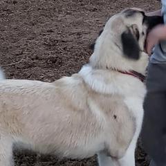 Anatolian Shepherd Dogs and Great Danes from Grace Lane Farm
