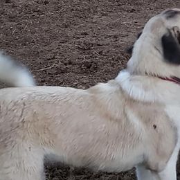 Anatolian Shepherd Dogs and Great Danes from Grace Lane Farm